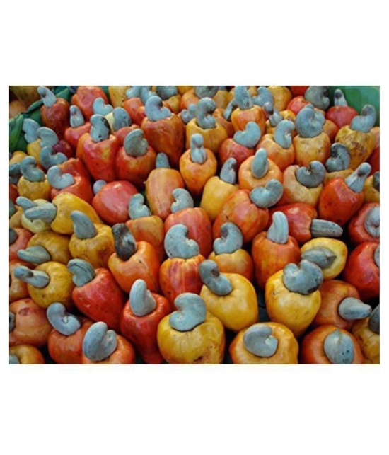 OhhSome Fruit Tree Seeds Cashew Nut - Anacardium Occidentale - Home Garden Pack