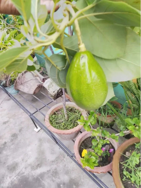 Exotic Grafted Avocado Fruit Plant