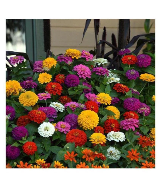 Zinnia Flower30 Seeds In Different Colors F1 Hybrid with growing cocopeat