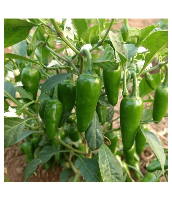 Hot Chili Seeds -Vegetable Bullet Chilli Seeds- 100 Seeds,