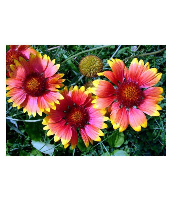 Glardia summer flower seeds for home garden good for summer season