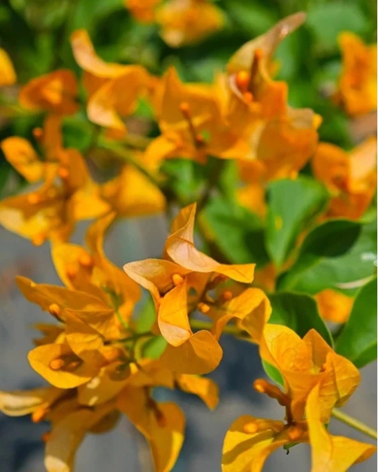 Chili yellow bougainvillea flowers plant