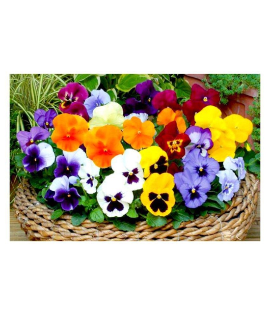 Pansy Doule Full mixed Plant Roof Garden 50 seeds with cocopeat