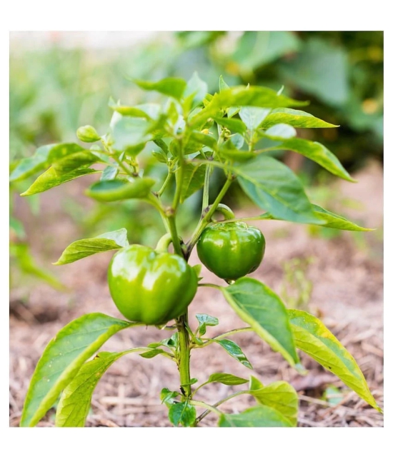 High Quality Hybrid Green Capsicum ( 50 Seeds)