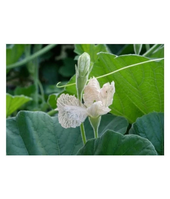 Bottle Gourd (Lattu Ghiya - Dhari Loki) Seed (Pack of 10 Seed )