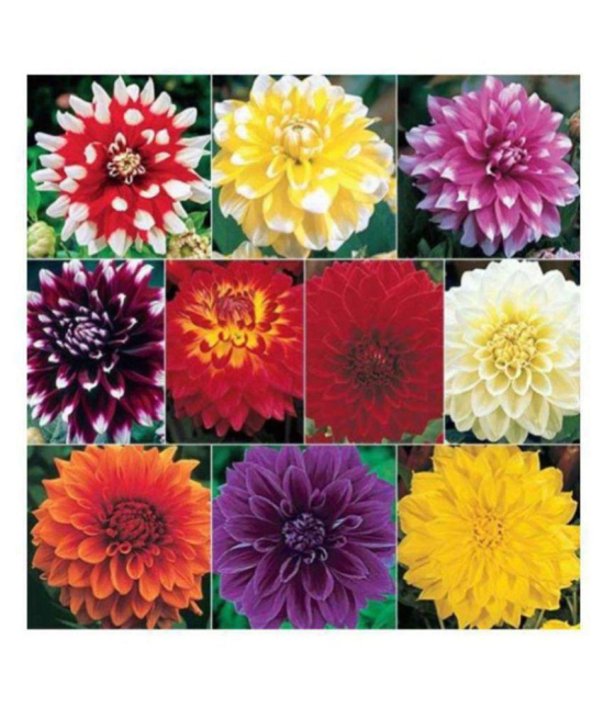 Dahlia Big Flowers Seeds - Pack of 40 Exotic Seeds for Home Garden