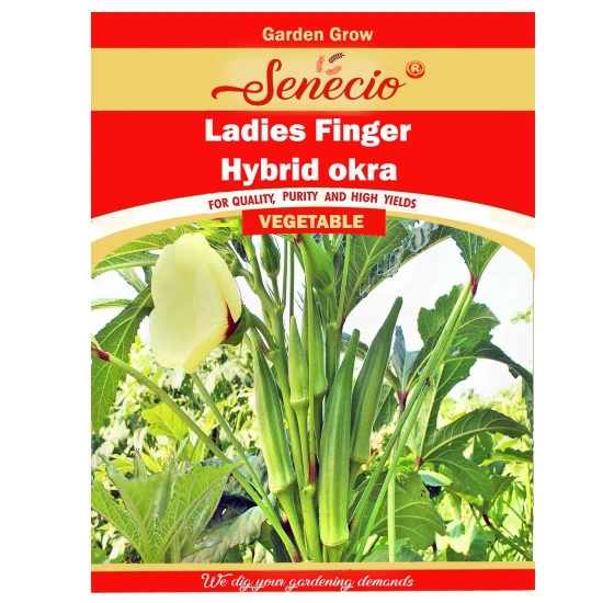 Senecio Ladies Finger Seeds (50) - Hybrid Okra