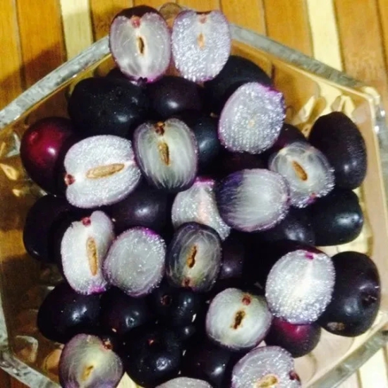 Seddless Jamun Fruit Plant