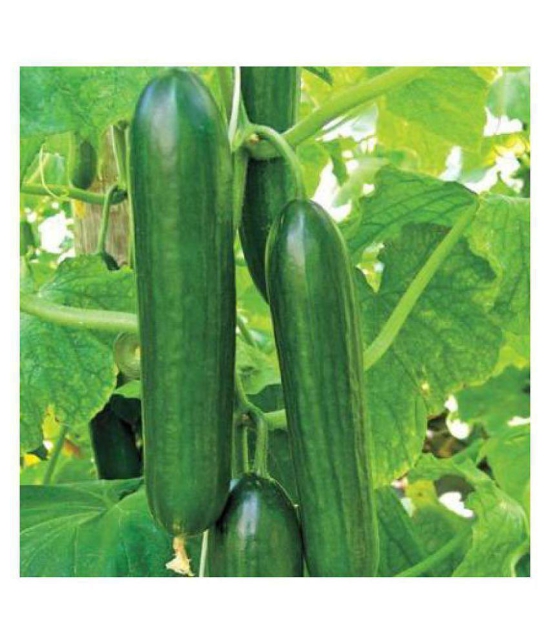 Cucumber Seeds by Jubilant