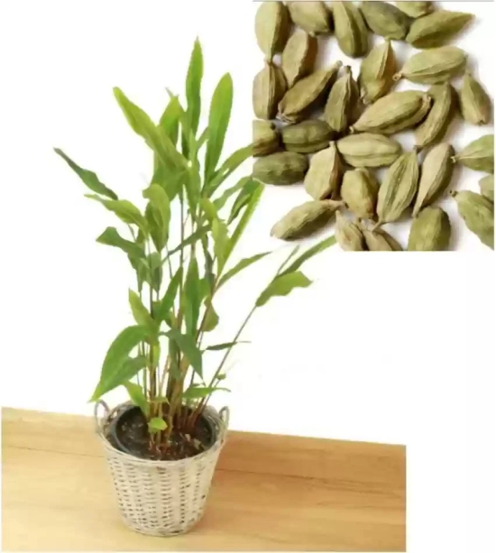 Indian Elaichi Plant For Gardening(Cardamom)