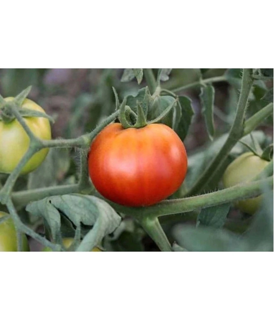 ARKA RAKSHAK F1 HYBRID TOMATO 50 SEEDS