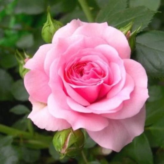 Hybrid Grafted Pink Colour Rose