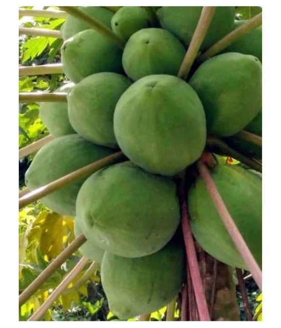 organic Desi Papaya Fruit Seeds 50 Seeds