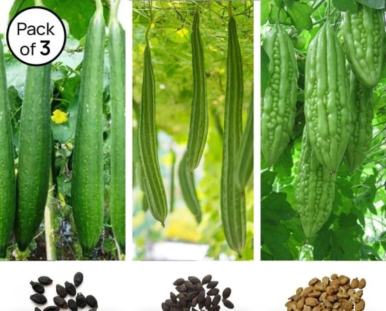 homeagro - Bitter Gourd Vegetable ( 60 Seeds )