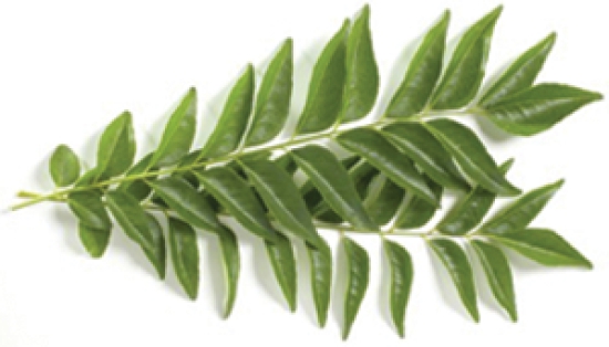 Curry leaves Whole Bunch (100 gms - 150 gms)