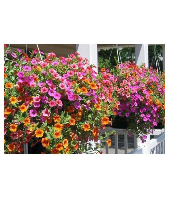 Petunia Flower Best Quality Premium Hyrbrid - 50 - seeds