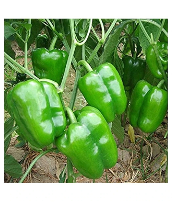 High Quality Hybrid Green Capsicum ( 50 Seeds)