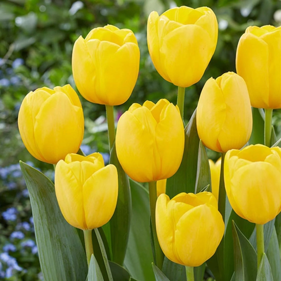 Tulip Novi Sun Yellow Color Flower Bulb