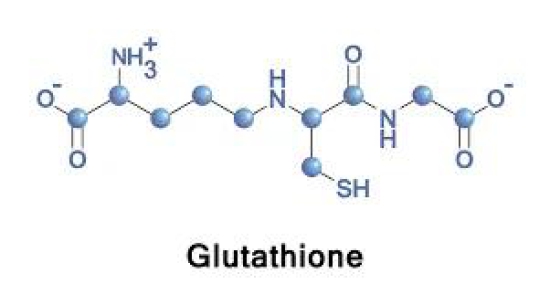 L-Glutathione Reduced-5GM / Laboratory