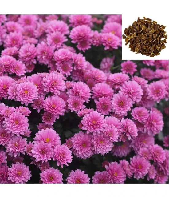 HN organic seed - Chrysanthemum Flower ( 50 Seeds )