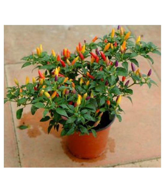 50+ Thai Hot Chili Pepper Seeds Grown Capsicum frutescens VAR pod Pepper hot Pepper