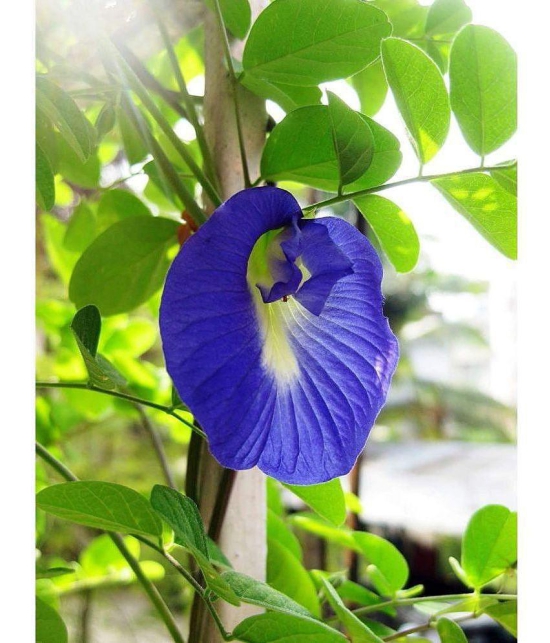 CLASSIC GREEN EARTH - Pea Flower ( 50 Seeds )