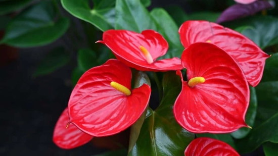 Red Anthurium Plant