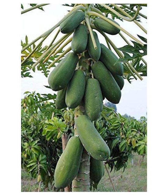 red lady f1 papaya 786 seeds (50 seeds)