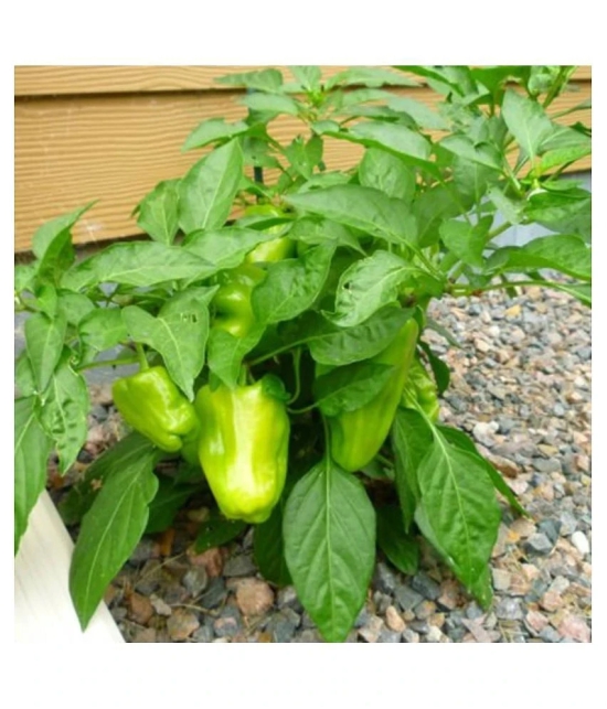 High Quality Hybrid Green Capsicum ( 50 Seeds)