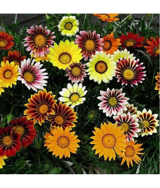 CLASSIC GREEN EARTH - Flower Seeds ( Gazania Star Light Dwarf 30 Seeds )