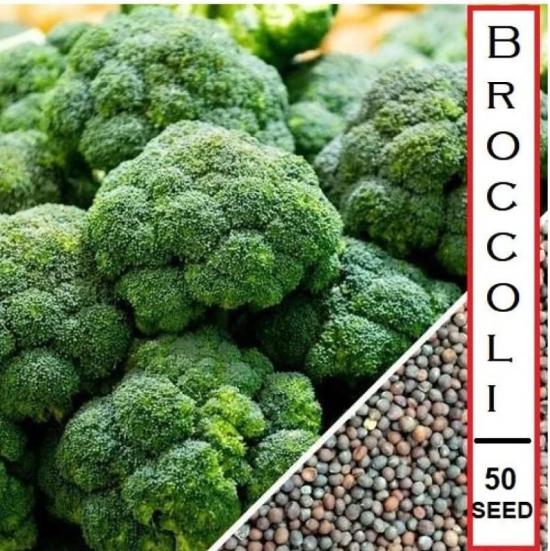 homeagro - Broccoli Vegetable ( 100 Seeds )