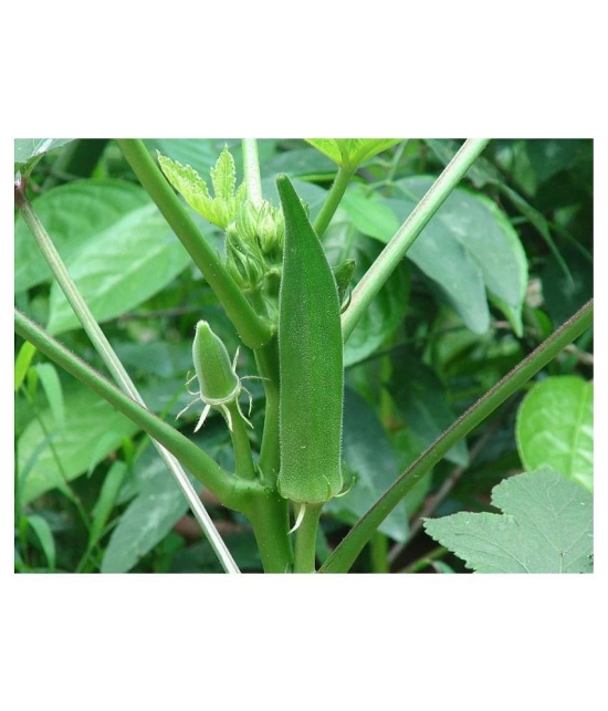 Lady Finger or Bhindi Hybrid F1 SUPREME (II) Seeds for Terrace Kitchen Balcony Gardening