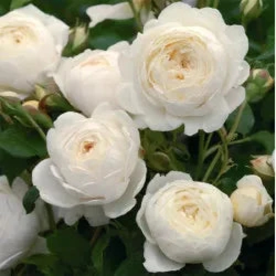 Climbing Rose Flower Plants (White)