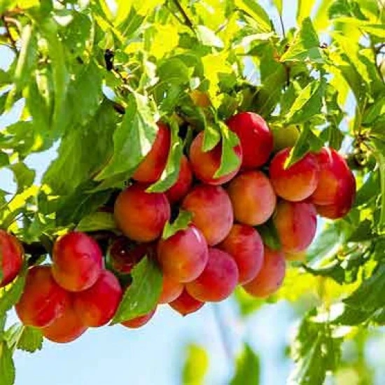 Hybrid Alubukhra- Grafting Fruit Plant