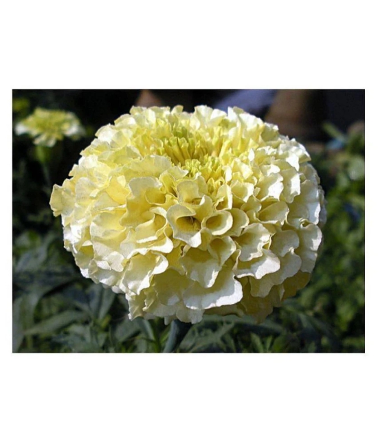 AGREY FRENCH WHITE MARIGOLD 30 SEEDS ( PACK OF 2)