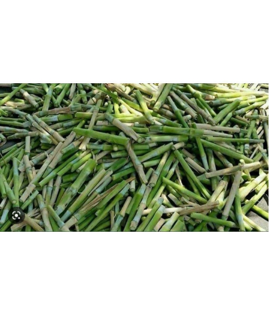 CLASSIC GREEN EARTH - Grass Grass ( 3000 Seeds )