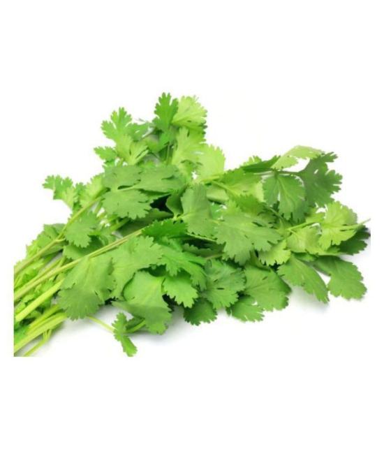 R-DRoz Coriander (Dhaniya) Quality Seeds - Pack of 100 Premium Seeds