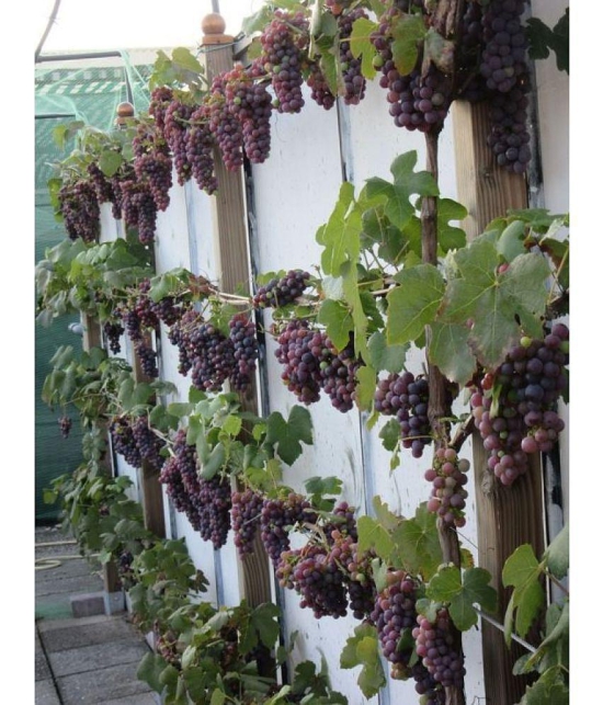 sky star agro & co. - Fruit Seeds ( Sweet Grape Seed  - 20 )