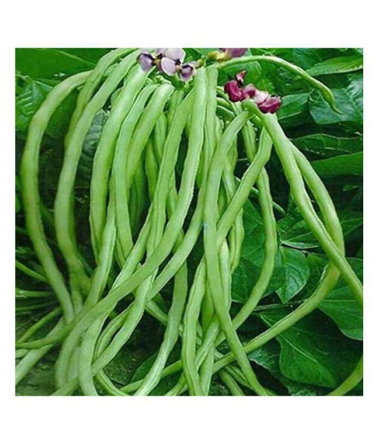 SHOP 360 GARDEN Cow Pea Long Beans Seeds (Pack of 100 seeds)