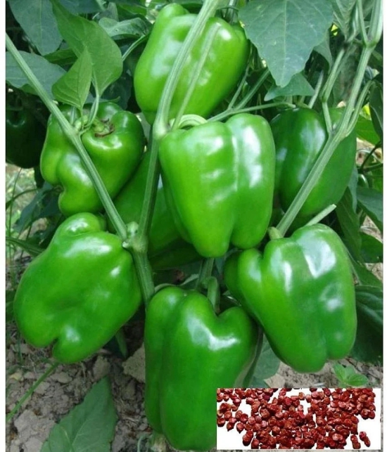 HN organic seed Green Capsicum Vegetable ( 50 Seeds )