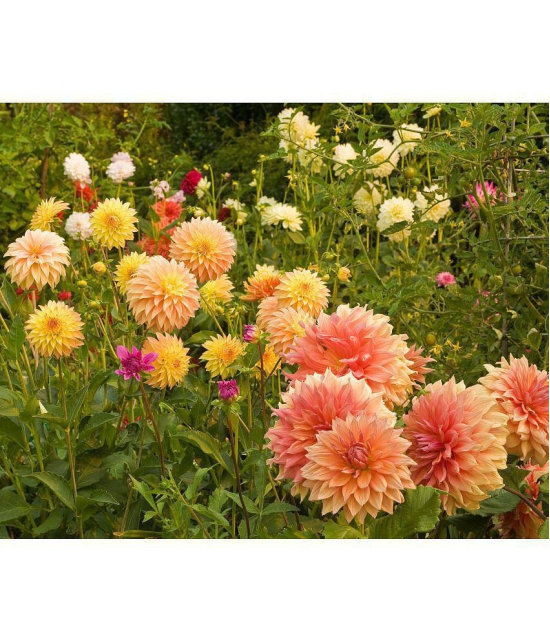 homeagro - Dahlia Mixed Flower ( 25 Seeds )