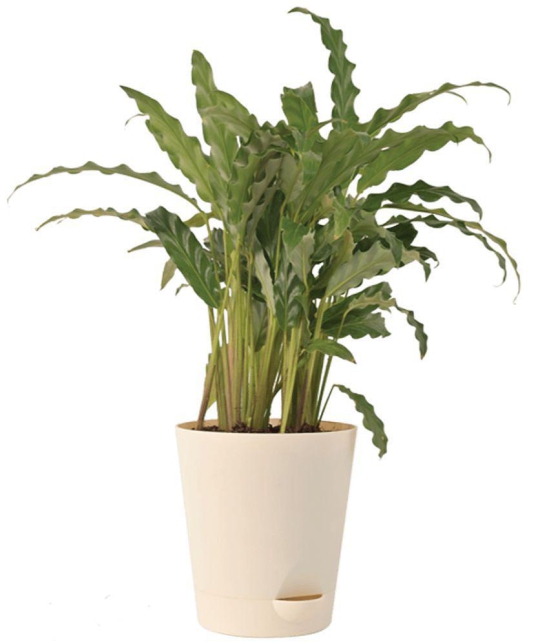 UGAOO Calathea Rufibarba Natural Live Indoor Plant - Medium