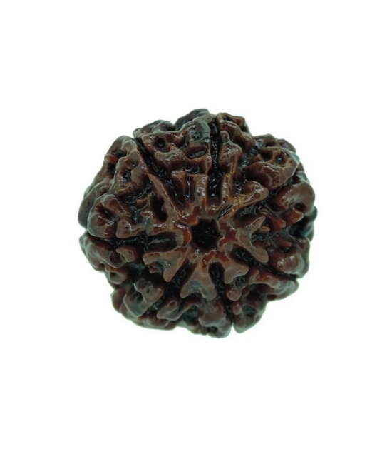 Rashi Ratan Bhagya 7 Mukhi Rudraksha (seven Mukhi)