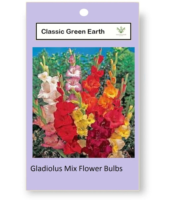 CLASSIC GREEN EARTH - Gaillardia Mixed Flower ( 4 Seeds )