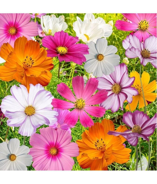 homeagro - Cosmos Mixed Flower ( 20 Seeds )