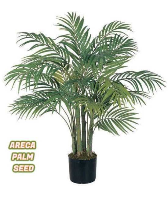 ARECA PALM PLANT 5 SEEDS PACK FOR HOME GARDENING USE INDOOR OUTDOOR WITH FREE COCO PEAT COMBO PACK WITH USER MANUAL