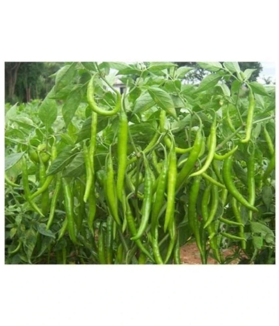 F1 Hybrid Chili Seeds, Mirchi Ke Beej, marchi na Bee, Pack of 50 Seeds