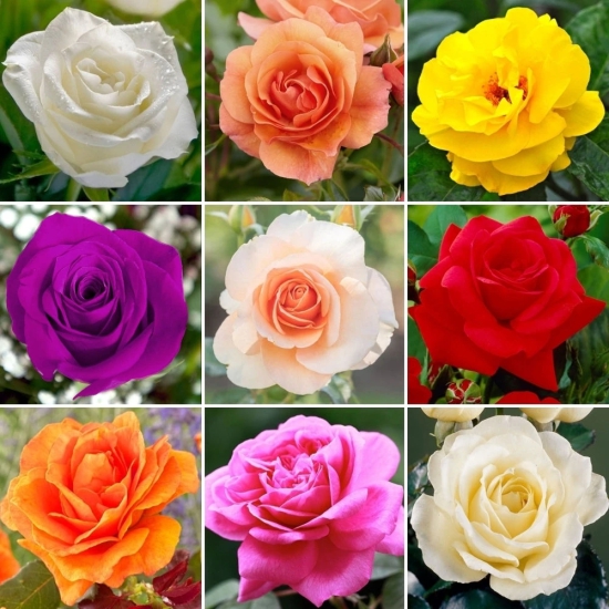 Pack Of 4 Different Colour Rose Plant.