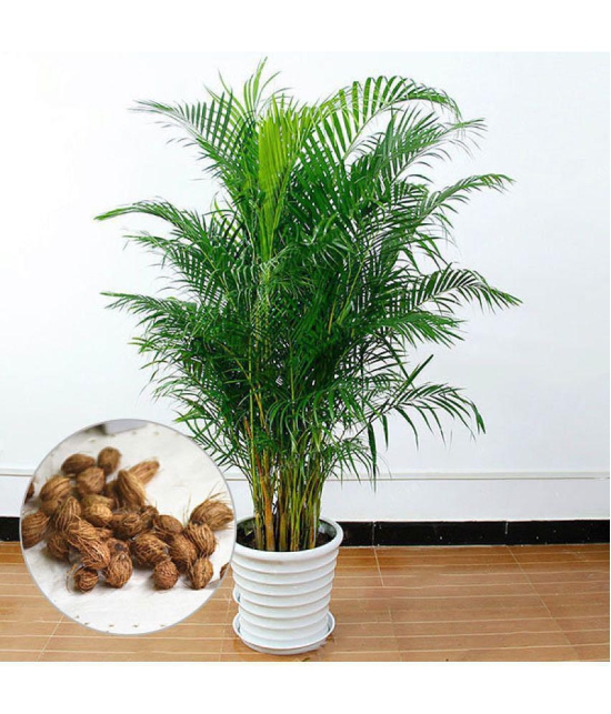 ARECA PALM ORNAMENTAL AIR PURIFYING INDOOR OUTDOOR TREE 5 SEEDS PACK WITH FREE COCOPEAT POTTING SOIL AND USER MANUAL FOR TERRACE AND HOME GARDENING CHEAP RATE ON SNAPDEAL