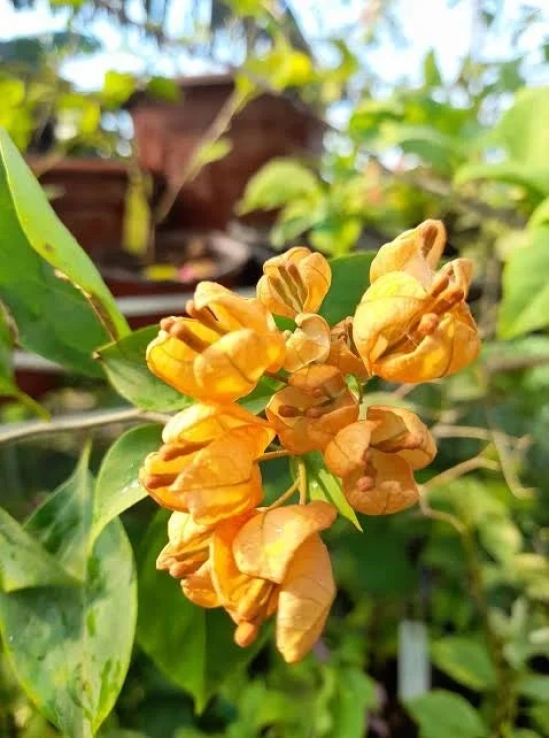 Yellow Tanglong Grafted Bougainvillea flower plant